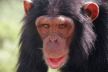 chimp-face-ecu-16470017.gif